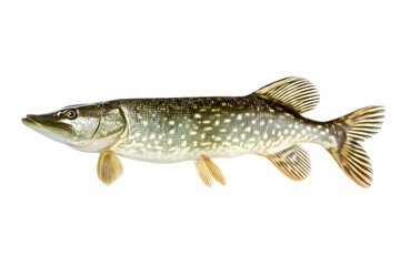 Northern Pike Fish Image