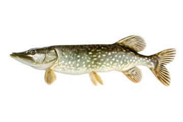 Northern Pike Fish Image