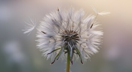 White Dandelion Seed Head with Seeds Blowing in the Wind - Close Up Macro Photography of a Fluffy Dandelion Clock