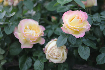 bouquet of pink roses, pink and white roses
