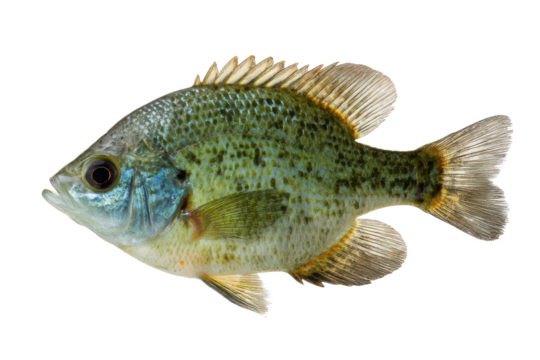 Green Sunfish