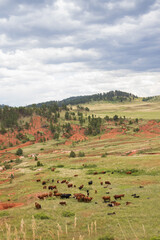 Buffalo herd in Wind Cave National Park, South Dakota