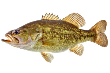 Largemouth Bass Fish