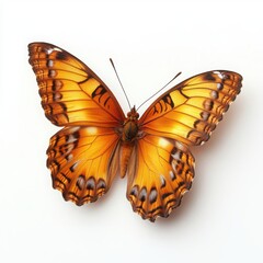 Obraz premium Orange butterfly with open wings on a white background