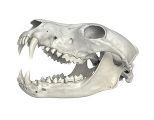Detailed Light Gray Animal Skull Profile Against Black Background