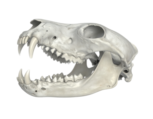 Detailed Light Gray Animal Skull Profile Against Black Background