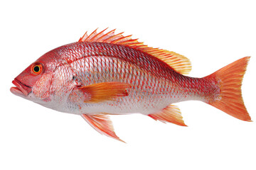 Fototapeta premium Red Snapper Fish Seafood Image
