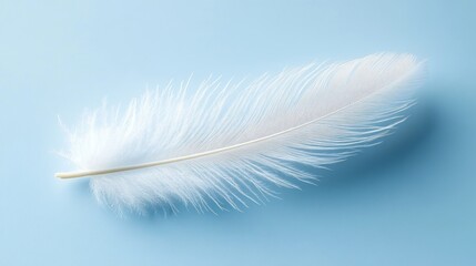 Obraz premium Delicate white feather resting gently on a smooth light blue surface conveying softness and tranquility