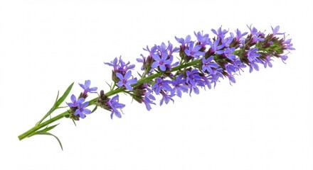 Delicate beauty of a blossoming hyssop branch against a crisp white backdrop