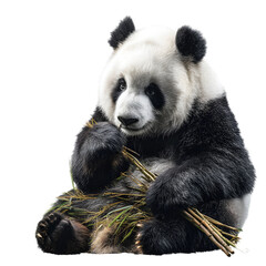 Panda eating bamboo: An adorable giant panda pauses to munch on a handful of bamboo shoots, holding them gently.