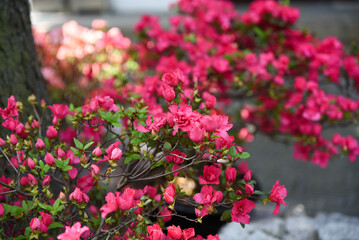 Obraz premium Close-up of a blooming pink Magnolia grandiflora branch in Shanghai, China. Soft natural light, delicate petals, spring floral background.