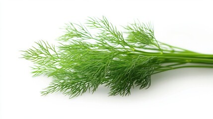 Fresh bright green dill herb with delicate feathery leaves isolated on white background