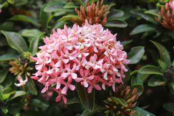 beautiful flowers in the garden. Flowering plants