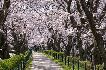 Fototapeta premium 権現堂桜堤 幸手市