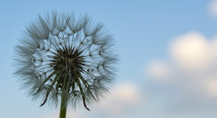 Fototapeta premium Close-up of a Dandelion Seed Head Against a Blue Sky with Fluffy Clouds Nature Photography