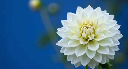 Fototapeta premium Stunning Close-Up of a Pristine White Dahlia Flower Against a Vibrant Blue Background