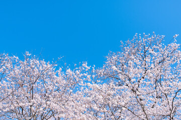 桜　青空