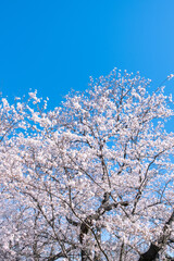 桜　青空