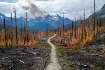 Burnt forest trail leading through a mountainous landscape after a wildfire.