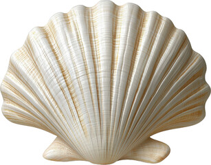 Beautiful White Scallop Shell