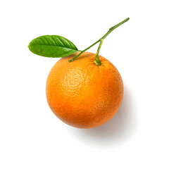 Fresh orange fruit with branch isolated on white background. Orange citrus, top view, flat lay