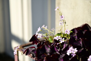 Nestled in the sunlit corner of a building, blooming Oxalis corymbosa stands in soft contrast to a white stucco wall, where gentle shadows and floral vibrance create a calm and serene visual harmony.