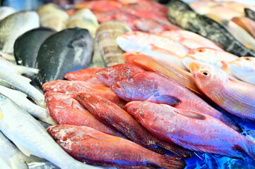 From net to stall, freshly caught seafood is laid out with care and clarity, revealing the relationship between livelihood, food heritage, and marine sustainability.