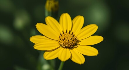 Obraz premium Radiant yellow daisy portrait amidst tranquil verdant bokeh backdrop