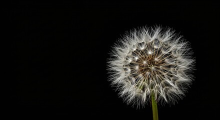 Close-up of a Dandelion Seed Head Against a Black Background Nature Photography