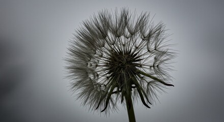 Close-up Silhouette of a Dandelion Seed Head Against a Cloudy Sky A Stunning Nature Photography