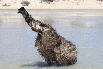 Emu (Dromaius novaehollandiae)