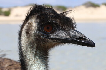 Emu (Dromaius novaehollandiae)