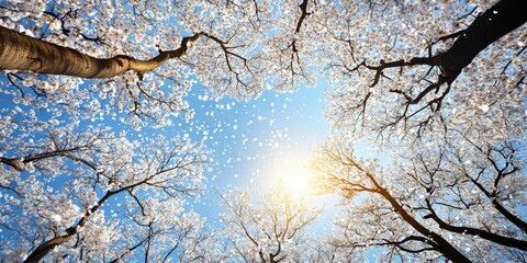 Stunning View of Cherry Blossoms Falling on a Sunny Day Beautiful Springtime Nature Scene