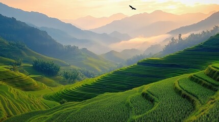 Sunset over lush green terraced rice fields on rolling hills with a bird soaring above misty mountains in the background