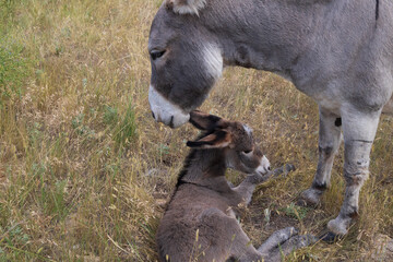 Burro with foal in a field