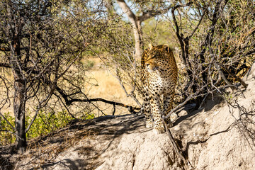 leopard looking for prey in African savanna botswana  (Panthera pardus)
