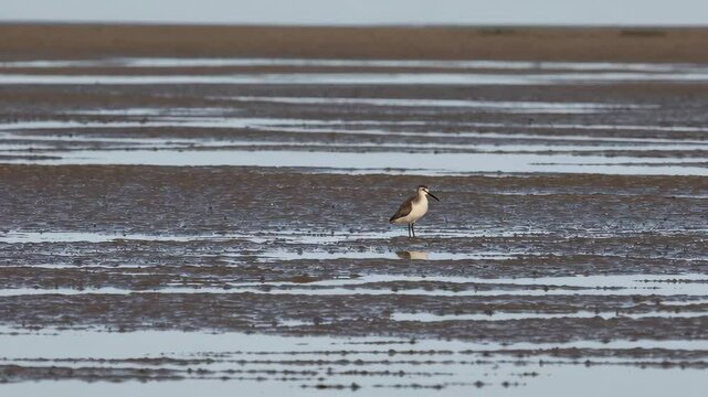 American avocet standing still in shallow water