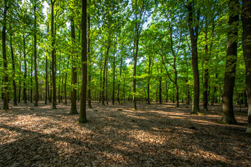 young beech forest Czech republic