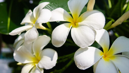 Fototapeta premium Flowers bloom in the morning, catching the sunlight.