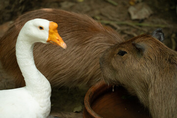 wild goose on the roof