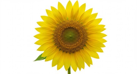 Fototapeta premium Vibrant Sunflower Portrait: A Golden Bloom Against a Pure White Backdrop