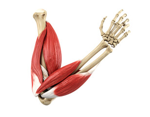 Human Arm Muscles And Bones Anatomy Illustration