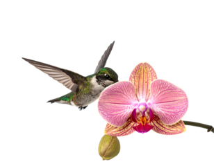 Hummingbird Near Pink Orchid Flower