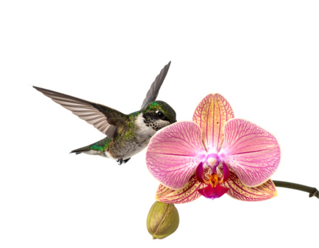 Hummingbird Near Pink Orchid Flower