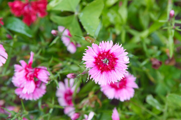 Fototapeta premium close-up of red and pink china pinks, beautiful bright colored garden flowers with frilly, notched petals and sweet fragrance, soft focus with copy space 