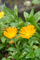 bright yellow pot marigold flowers in natural garden background, daisy like ornamental blooms with vivid color, soft focus with copy space