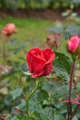 blooming red rose with rain drops in blurry garden background, beautiful blossom taken in soft focus with copy space in vertical orientation