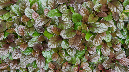 close-up of bugleweed leaves, natural background texture, ajuga reptans low growing ground cover plant, wallpaper or backdrop of colorful foliage 