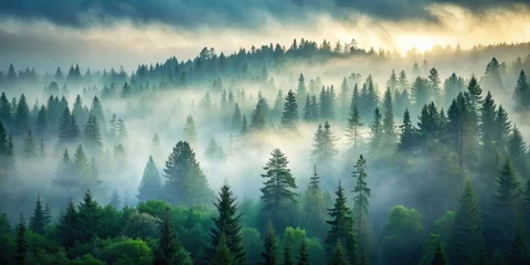 Misty Evergreen Forest at Dusk, foggy forest, natural beauty
