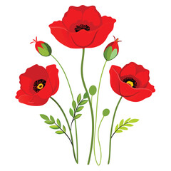 Red poppies isolated on white background